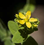 Spotted St. Johnswort